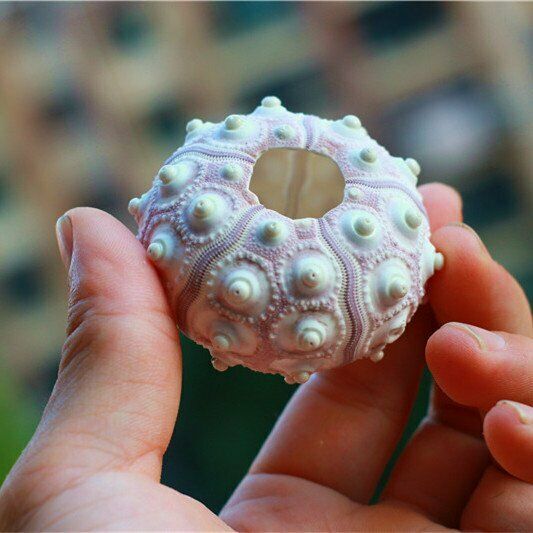 Natural Shells 4-8cm Sea Urchin Seashells Ornament Craft Flowerpot Decor HH6958