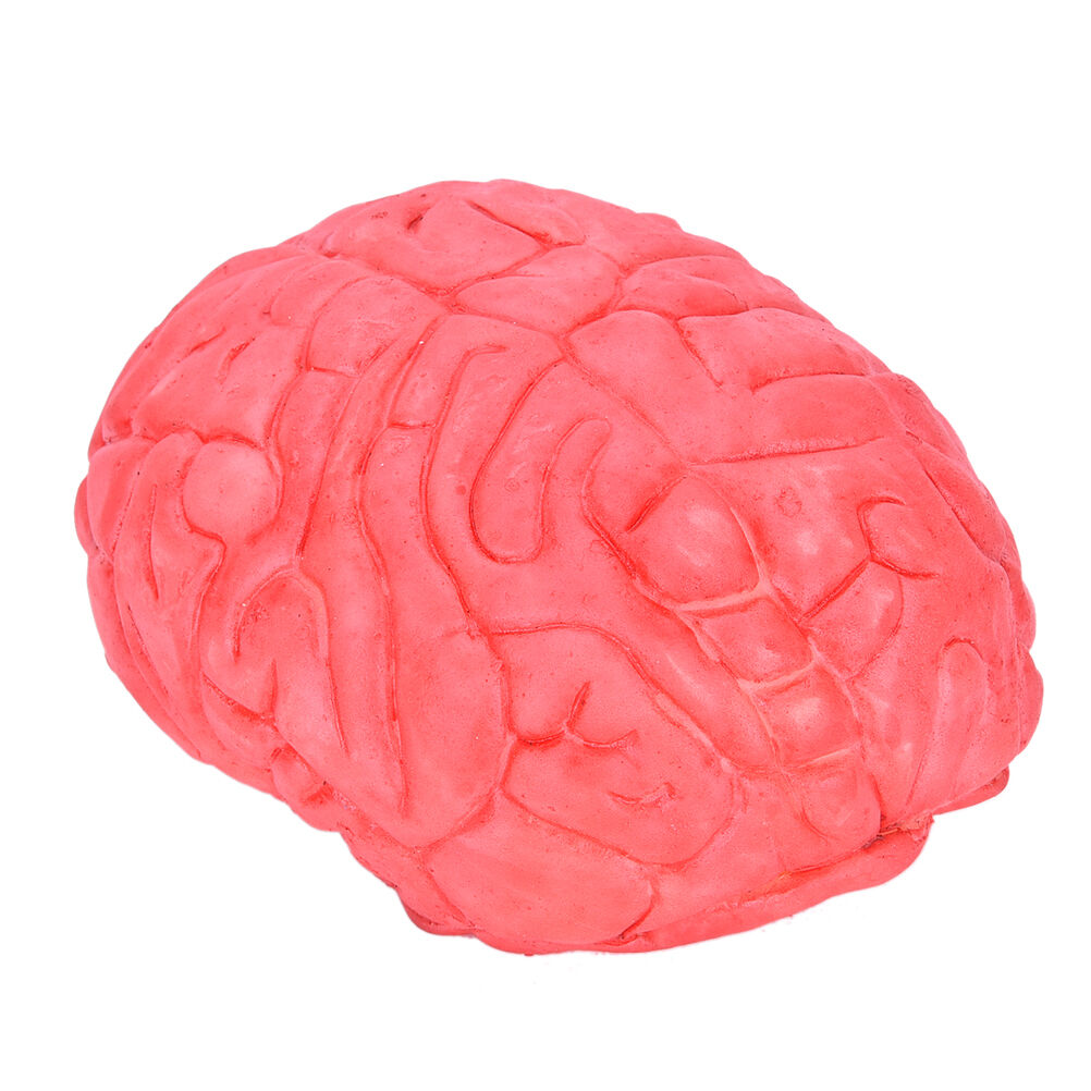 Scary Haunted House HUMAN BRAIN Organ"Body Part Halloween Horror Prop Decor F XC