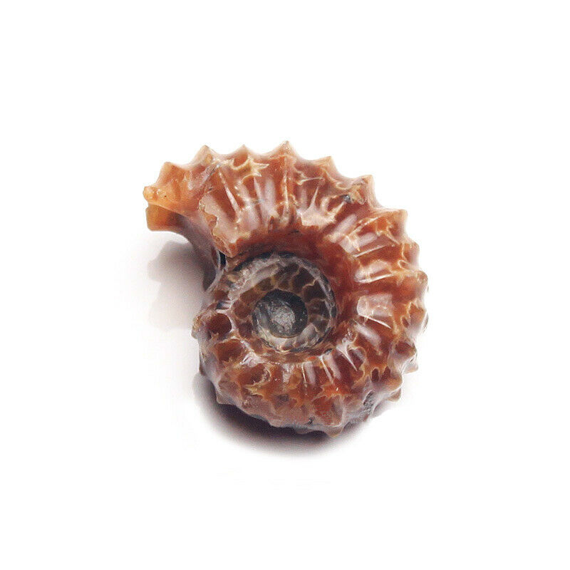 1Pc Natural Ammonite Fossil Shell Conch Specimen Stone Healing Reiki Madagascar