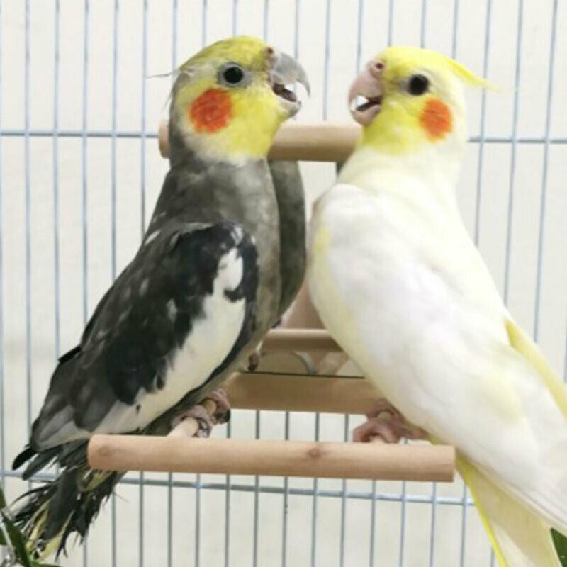 Pets Bird Parakeet Cockatiel Budgie Parrot Hanging Swing Rope Cage Traini.l8