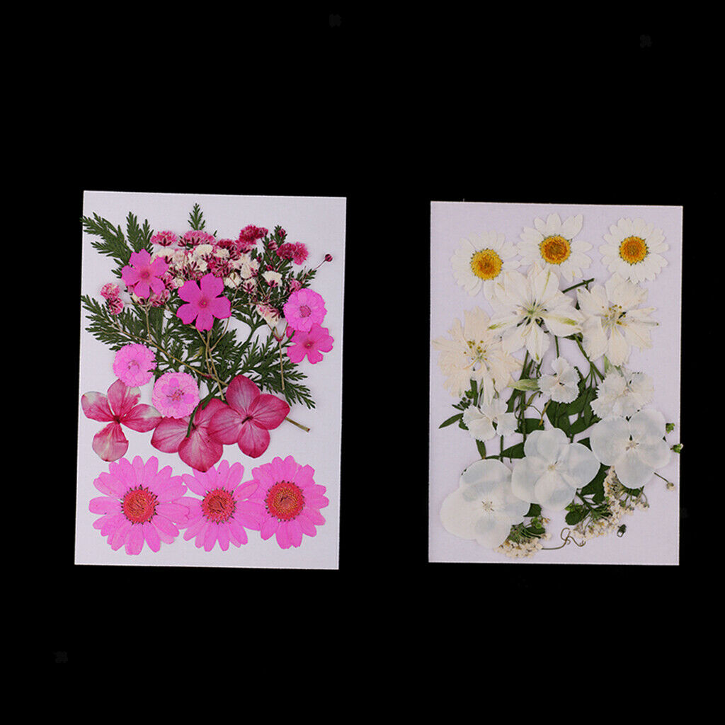Pack of 2 Bags Assorted Kinds of Dried Flowers Petals Pressed Leaves for DIY