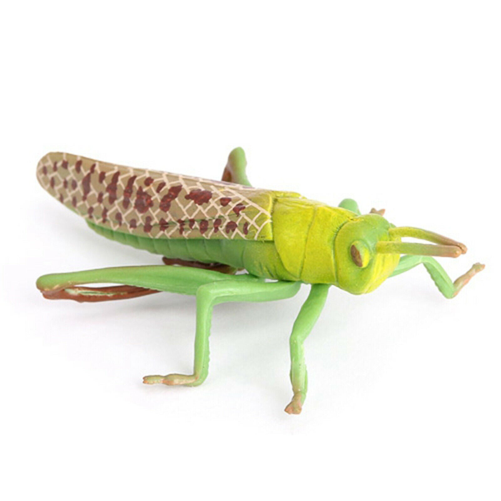 Plastic Nature Grasshopper Growth Figures Kids Child Learning Cognitive Toys