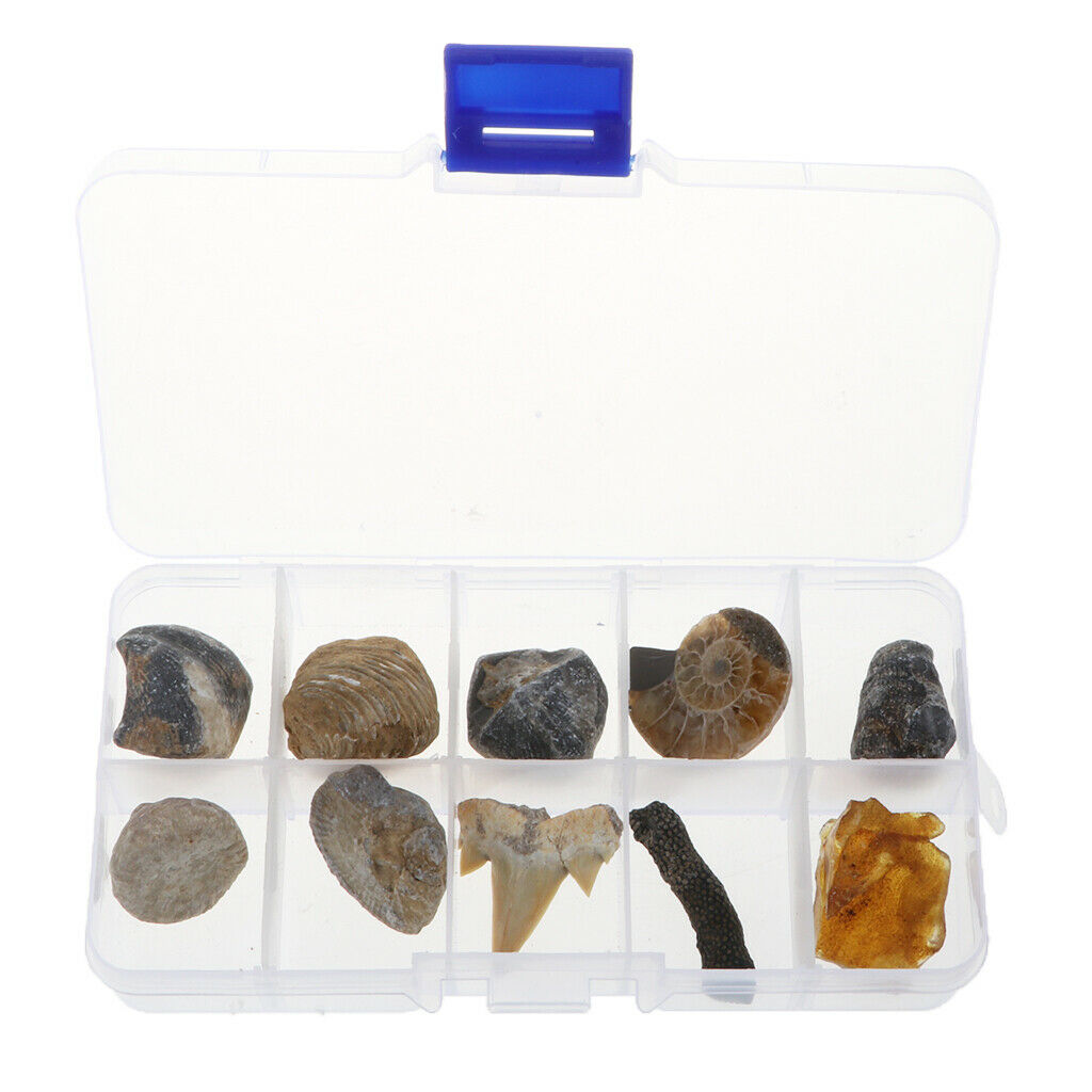 10Pcs Fossils Collection Kit w/ Display Box for Kids Early Biology Learning