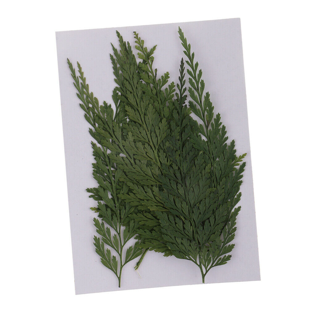 12 Pieces 7-8cm Length Real Pressed Leaves Dried Flowers Embellishments for Card