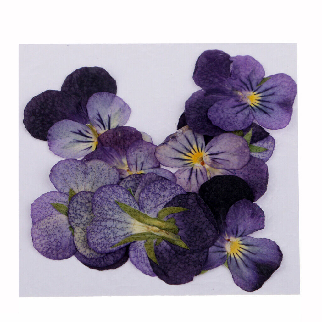 12x Pressed Real Dried Flowers Violet Flower Scrapbooking DIY Art Craft