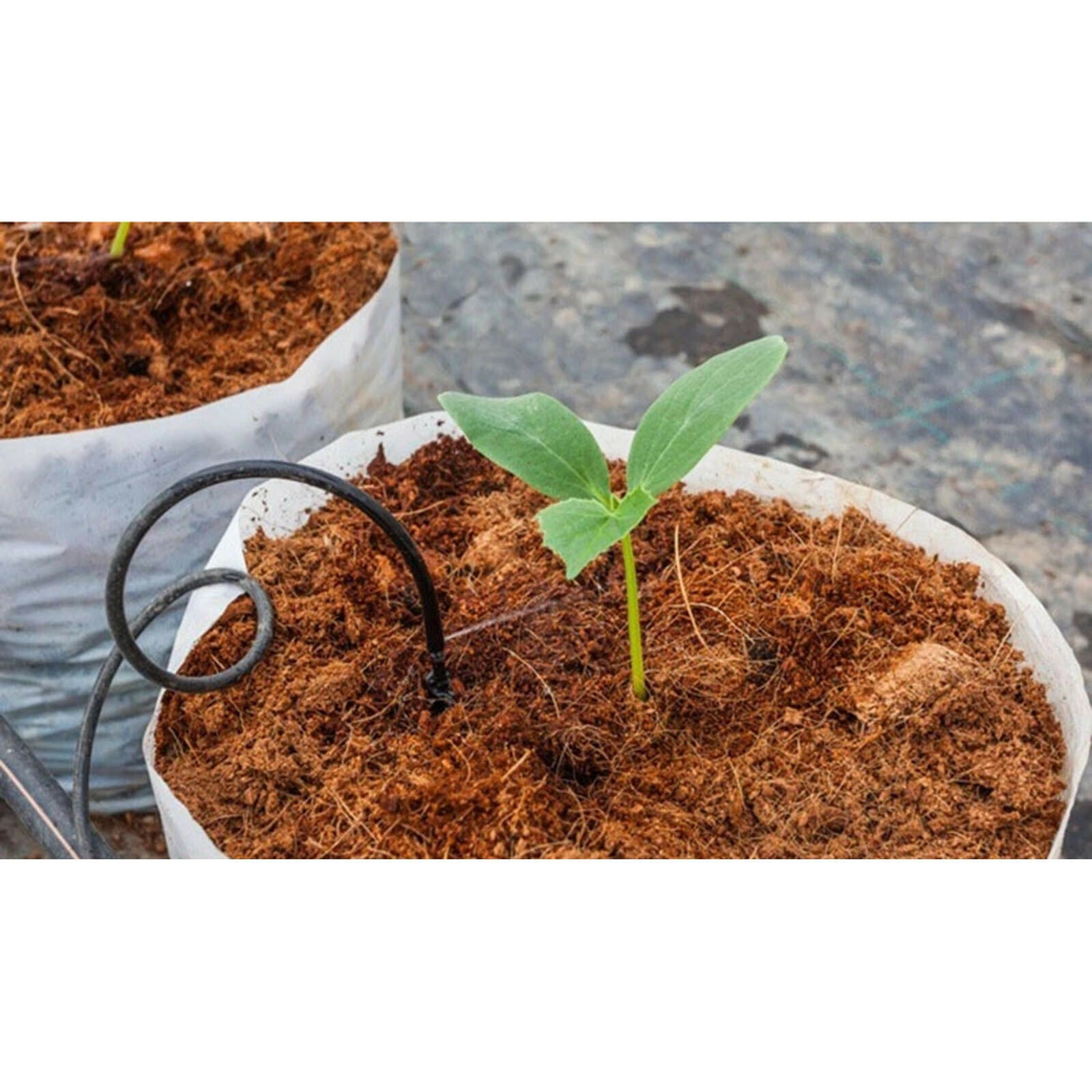 Organic 650g 9L Planting Coco Nutrient Soil Blocks Coconut Coir Bricks