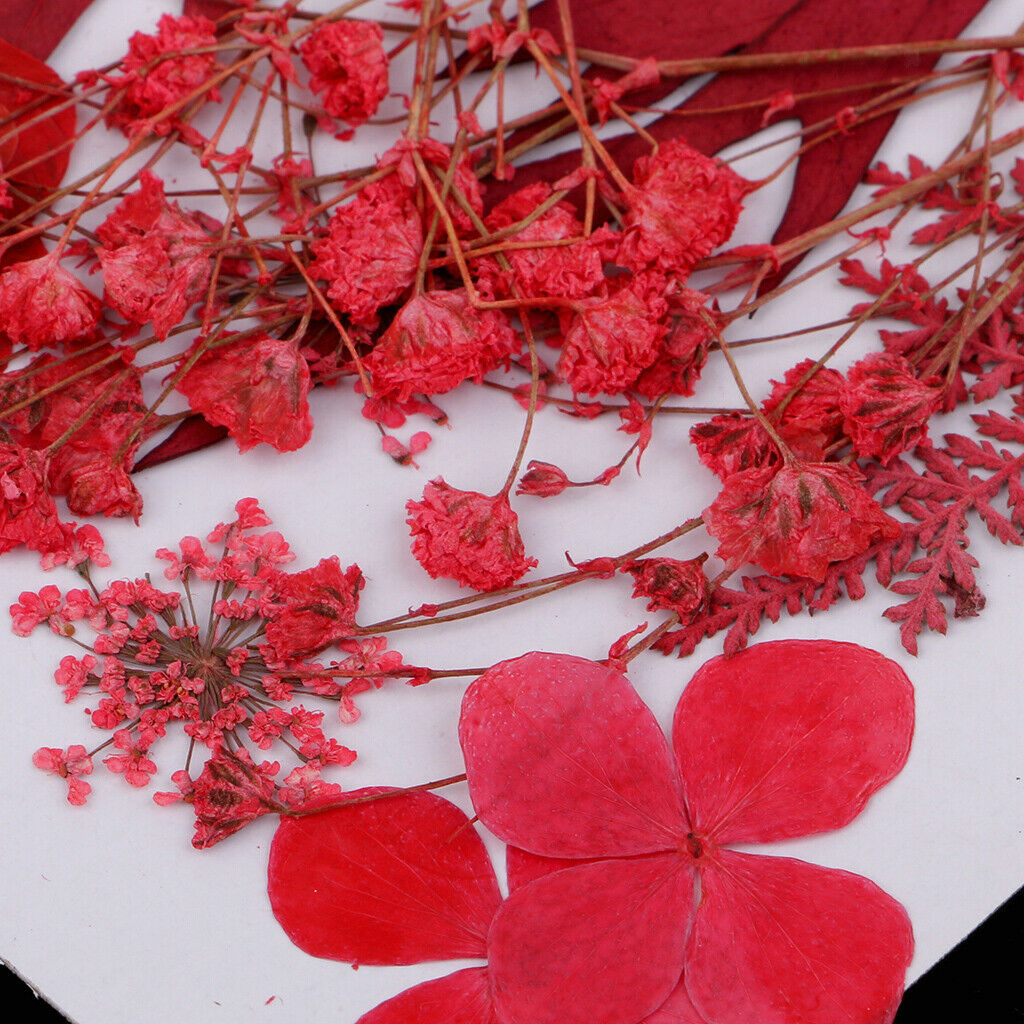 Multiple Mix Natural Pressed Dried Flowers Leaves DIY Arts Crafts 0.5-3cm