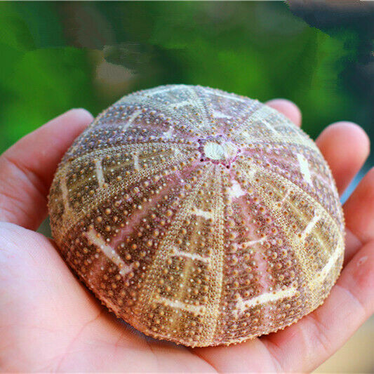 Natural Green Spotted Sea Urchin Shell Ornament Flowerpot Fish Tank Decor HH6965
