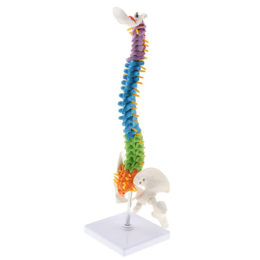 Human Vertebral and Pelvis Anatomical Spine with Stand for Science Classroom