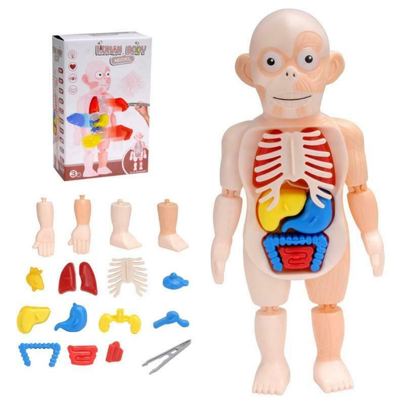 1Set Creative Building Block Human Organ Board Kindergarten Montessori Puzzle