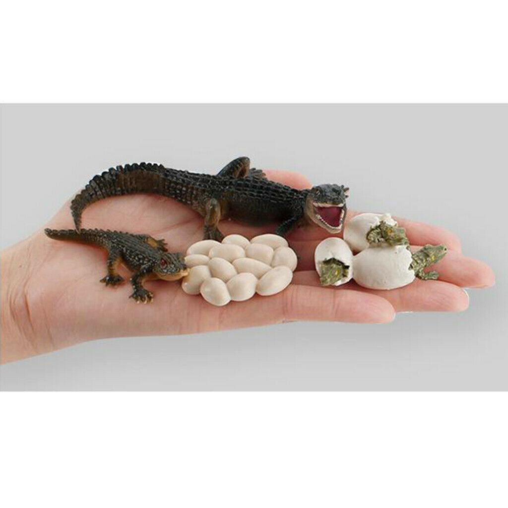 Nature Life Cycle of Alligator 4 Stage Growth Cognitive Imagination Toys