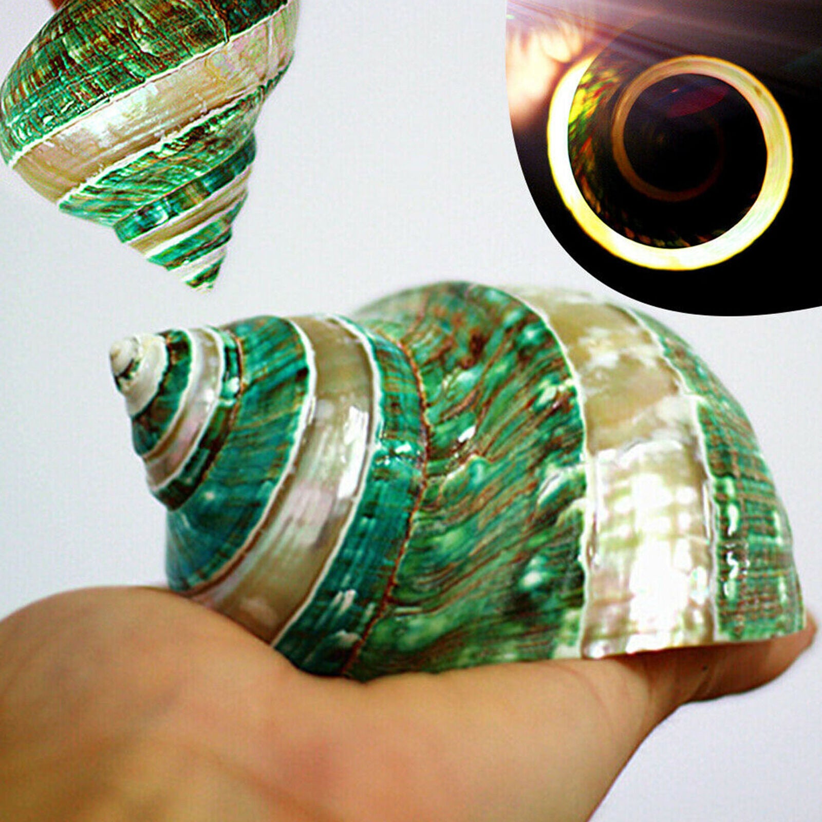 Natural Green Turban Shell Conch Sea Snail Fish Tank Home Decoration DIY