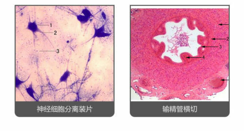 100 PCS Human Tissue Sections Histology Prepared Specimen Microscope Slides