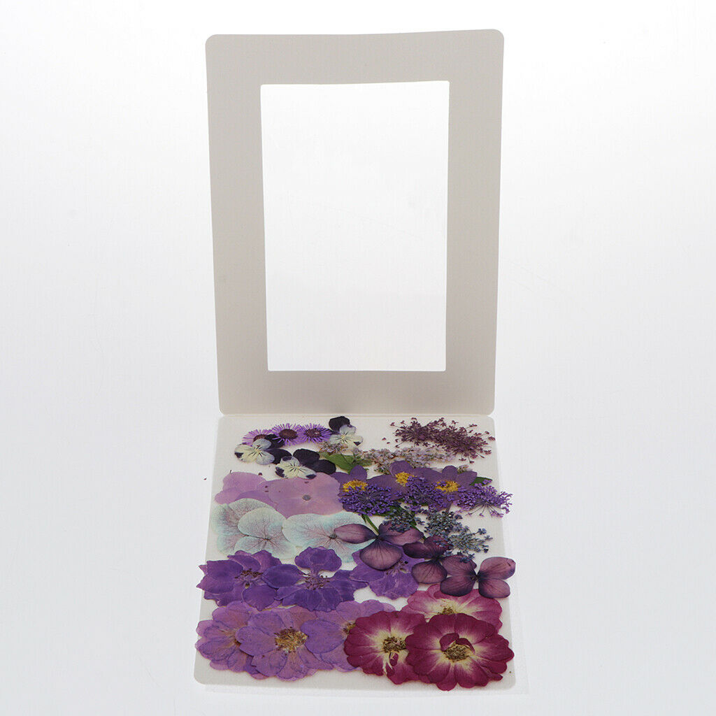 Dried Flower Larkspur Pressed Dried Flowers DIY Greeting Crafts Decoration