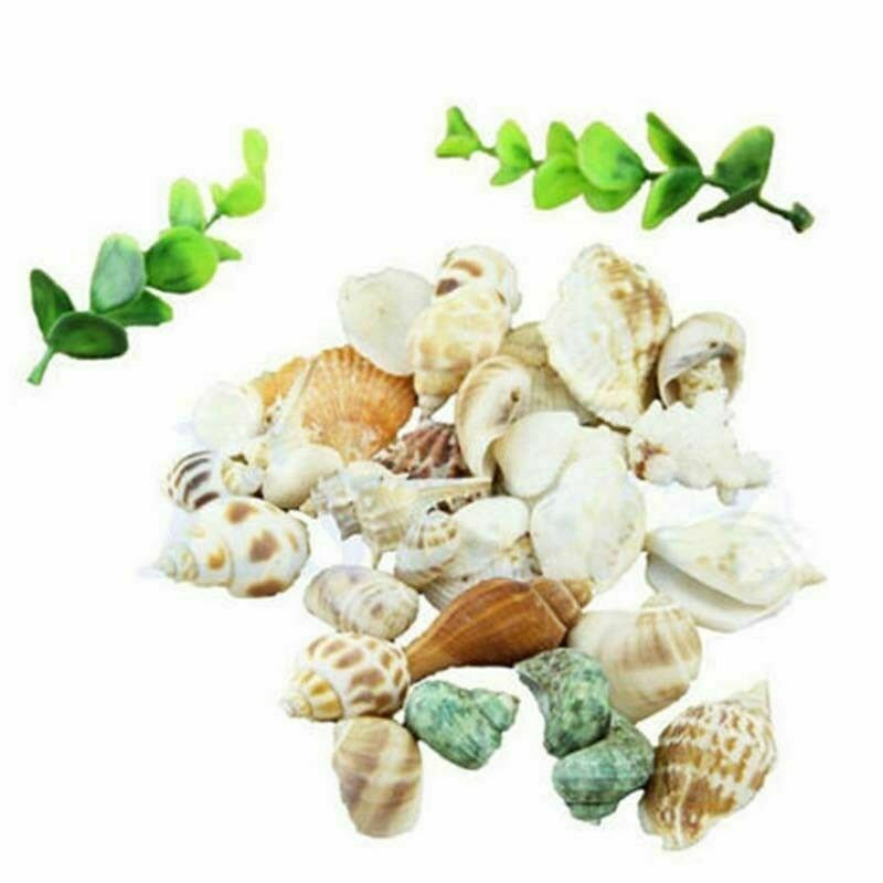 Natural mussel mix mussels SeaShells shell maritime decoration handicrafts 100g