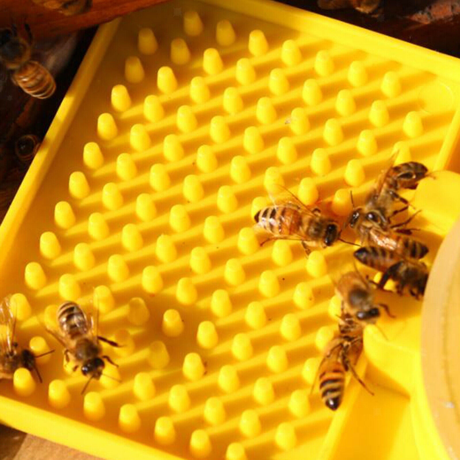 Plastic Bee Water Feeder Beehive Beekeeping Water Dispenser Honey Bee Feeder