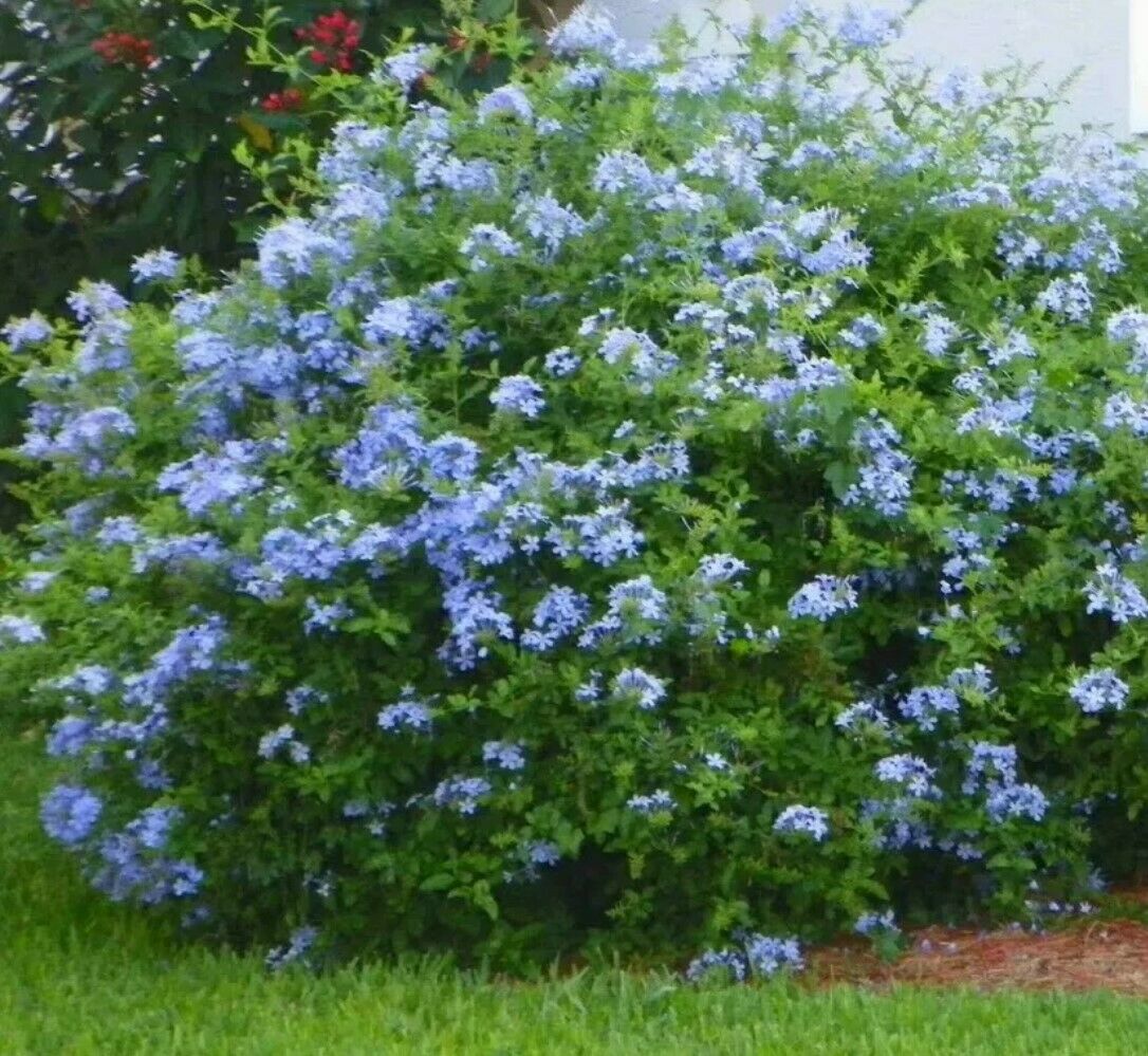 100Pc Plumbago Auriculata Blue Liana Creeps Exotic Perennial Flower Garden Decor