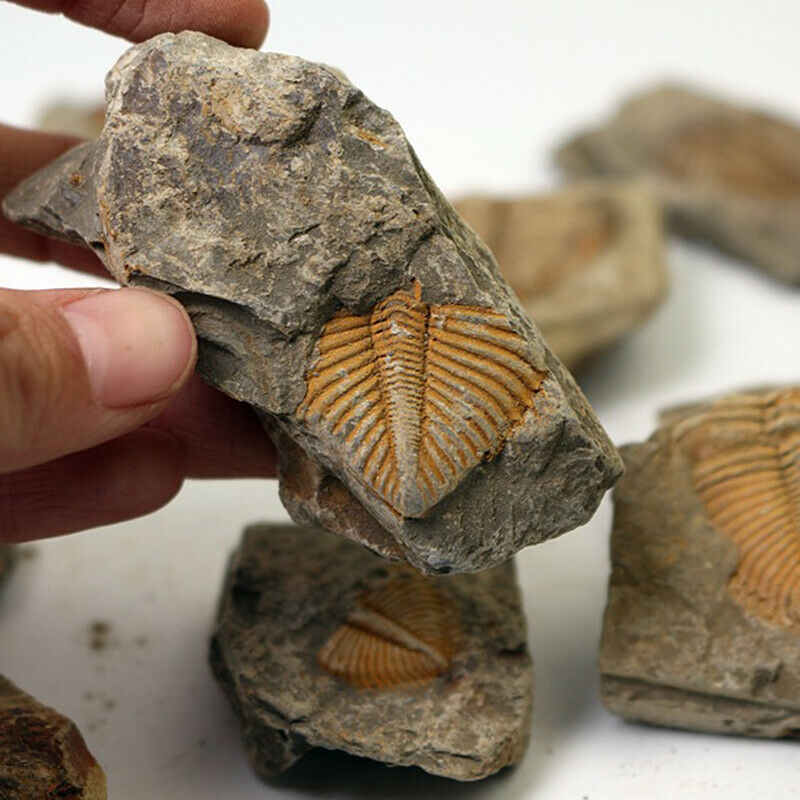 Natural Fossil Trilobite Coronocephalus Matrix Rock Crystal Specimen Home Decor