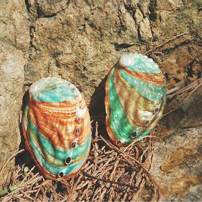 2pcs 6-7cm Abalone shell natural conch DIY handmade material photography .l8