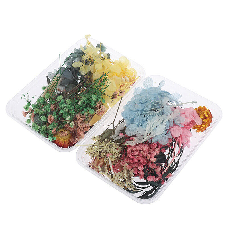 Mix Beautiful Real Dried Flowers Natural Floral for Art Craft Scrapbooking Re DF