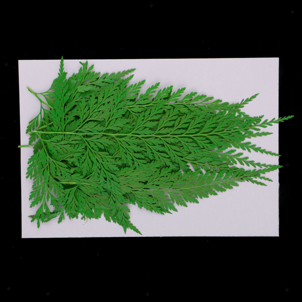 Set of 12 Pieces Natural Dried Flowers Pressed Leaves Jewelry