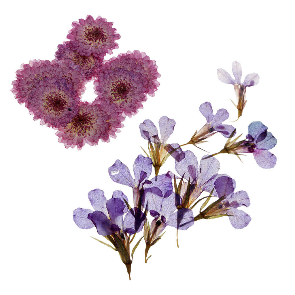 Pack Of 20 Dried Flowers Dried Flowers Leaves For Card Making