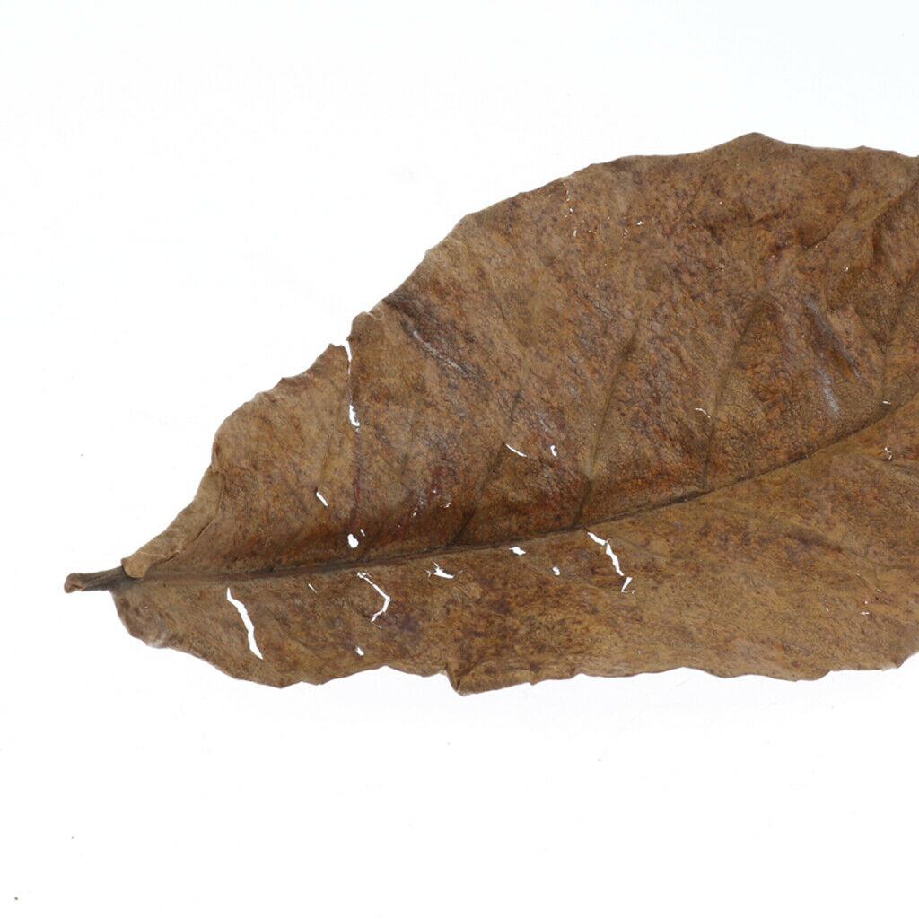 10pcs Leaves For Freshwater Aquariums