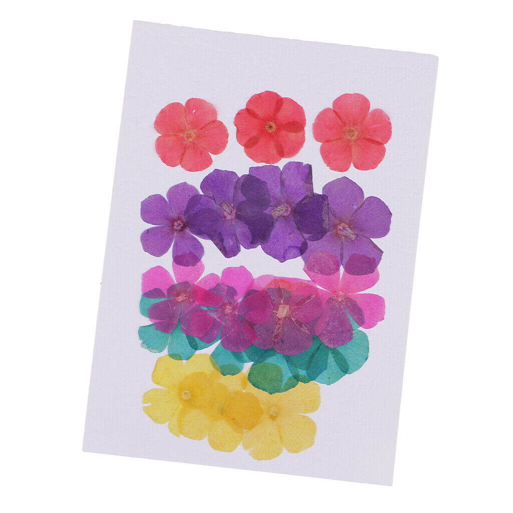 20 Pieces Natural Round 5-Petals Real Flowers Dried Flower for DIY Craft