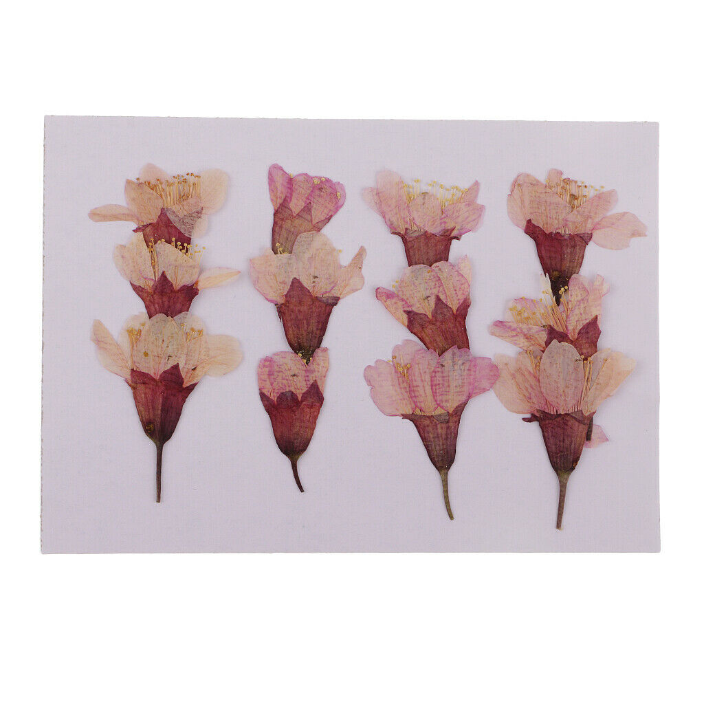 12 Pieces Natural Pressed Dried Flowers Sakura DIY Scrapbooking Arts Crafts