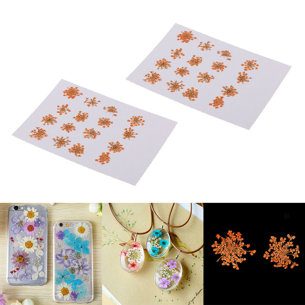 32 Pieces Real Pressed Flowers Dried Flowers for Home Deco Garden