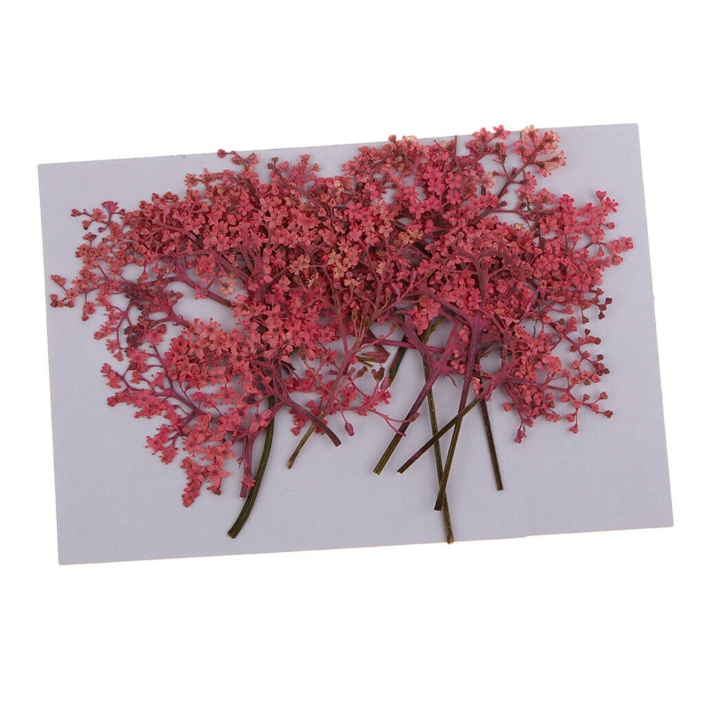 12x Natural Pressed Real Dried Flower for Card Making Decoration Pink