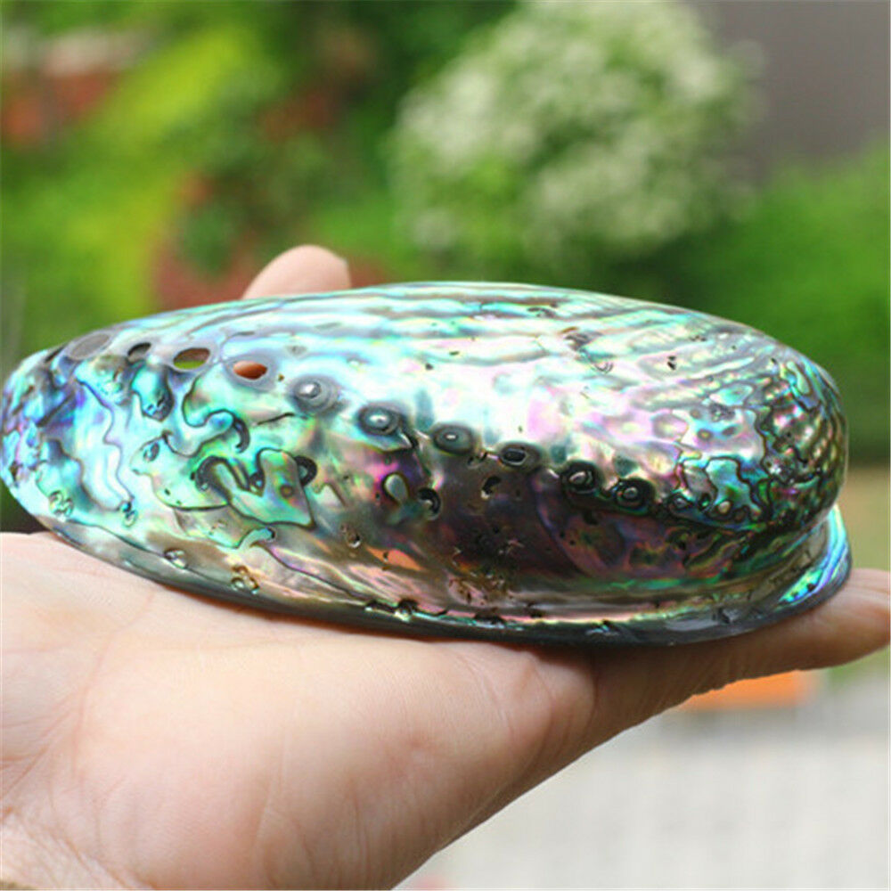 1 Piece Natural Blue Abalone Shell 5" Seashells Shells Ornament Home Decoration