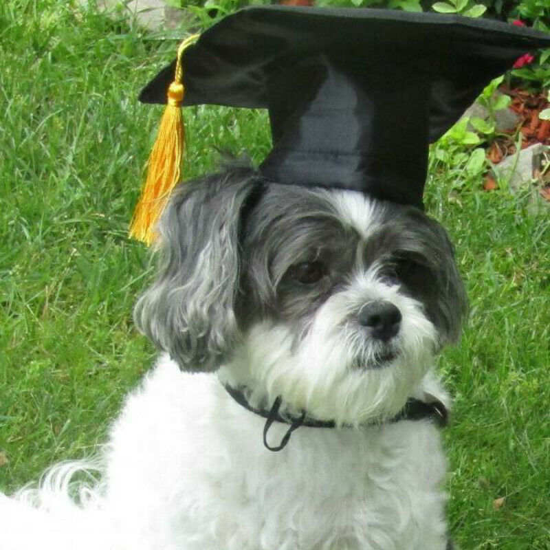 Black Pet Graduation Cap Hat Cute Accessory Dogs Cats University Bachelors Cute