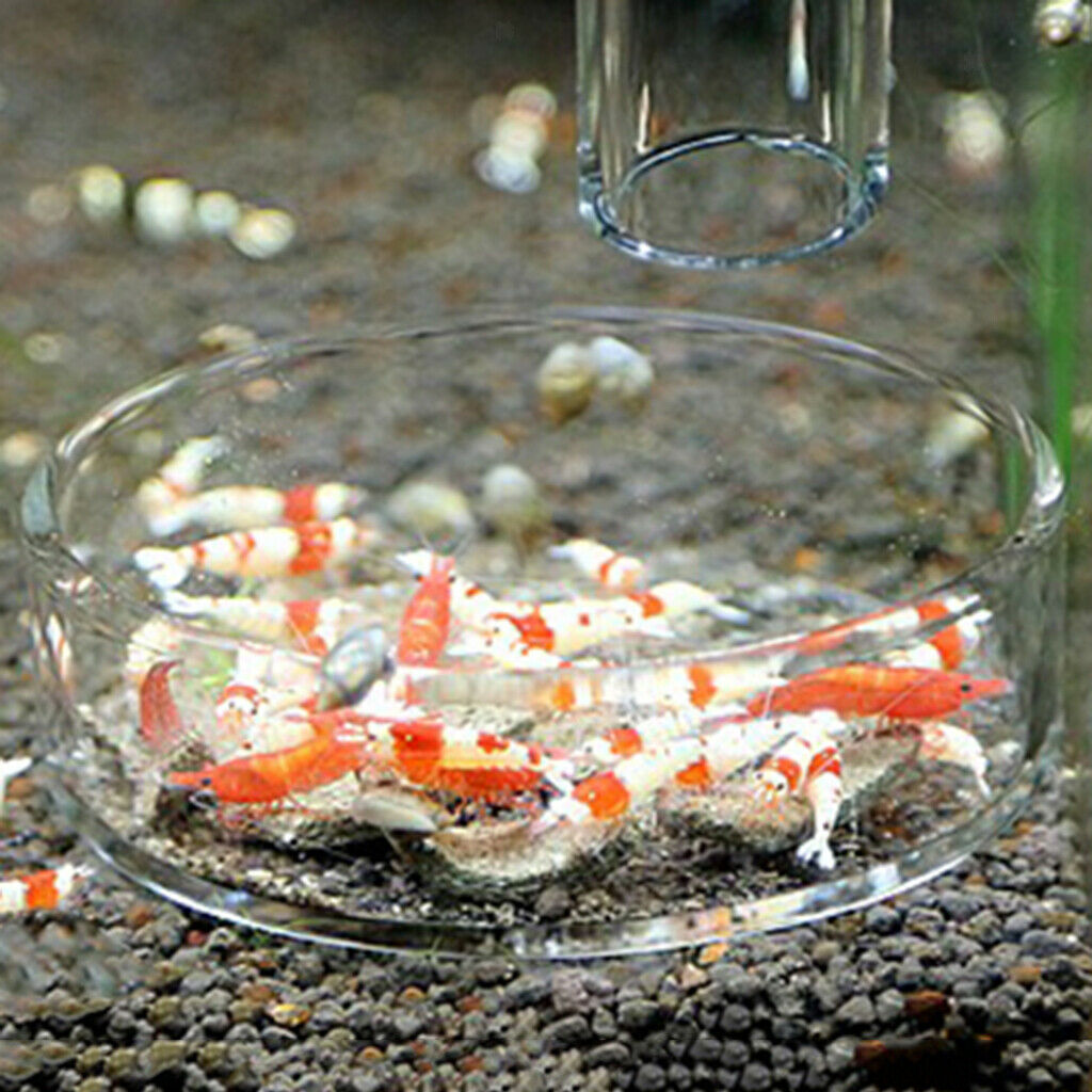 Pieces Transparent Fish Tank Shrimp Feeding Container Useful Pet Tray Round