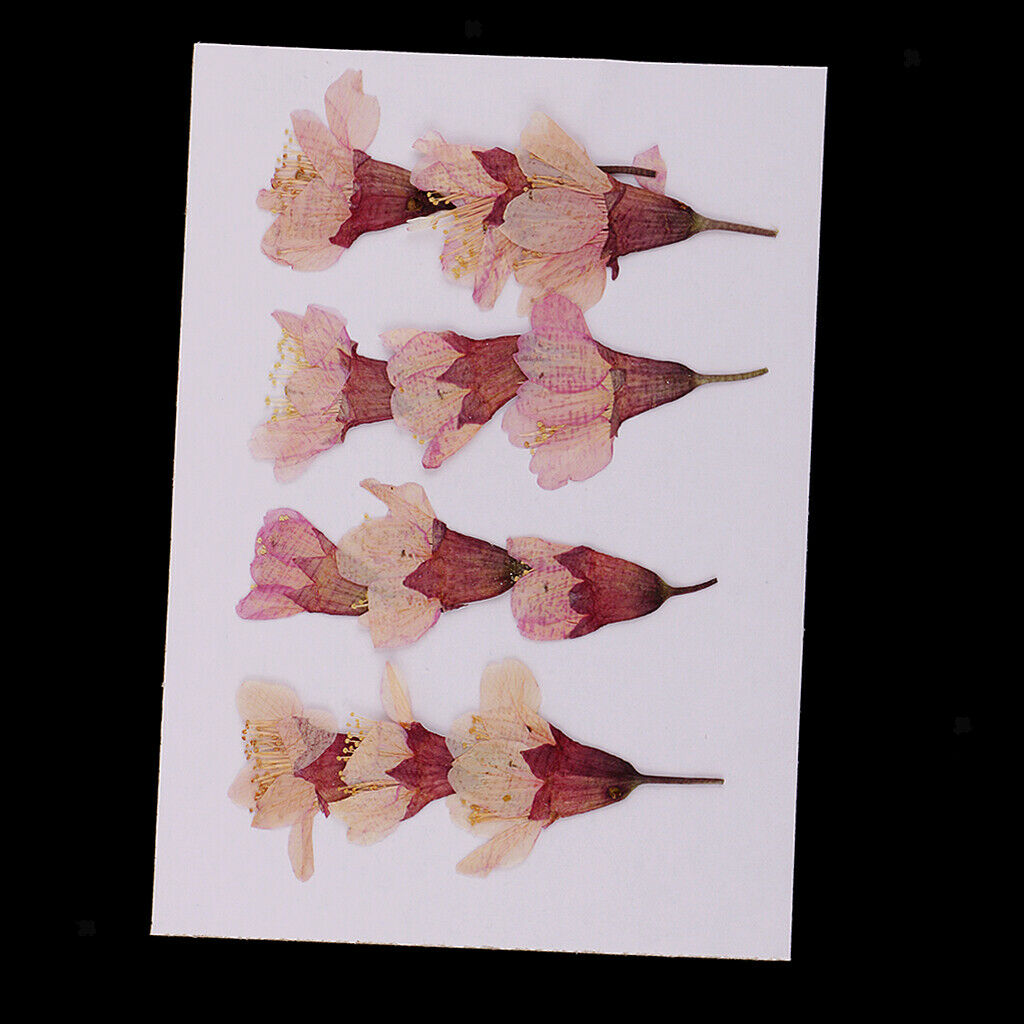 12 Pieces Natural Pressed Dried Flowers Sakura DIY Scrapbooking Arts Crafts