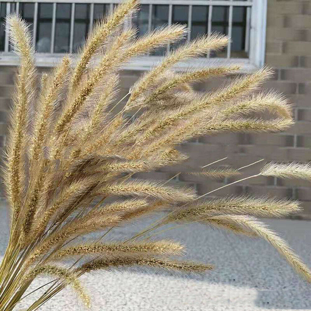 50Pcs Natural Dried Flowers Dog Tail Grass Idyllic Wedding Party Home Decoration