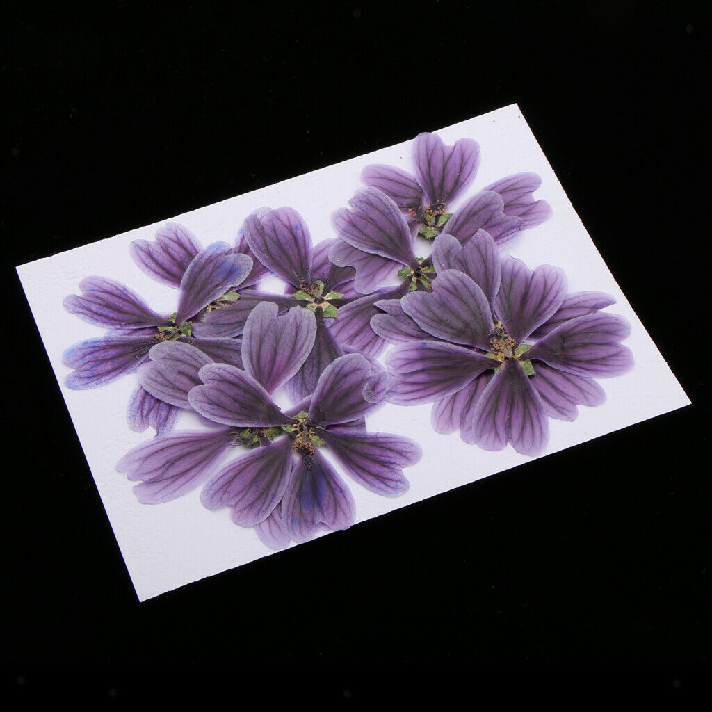 10 pieces of pressed dried flowers of Althaea Rosea
