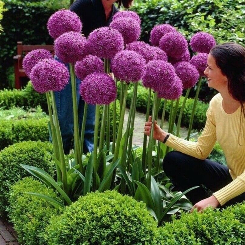20 Seeds  Allium Giganteum Giant Onion Perennial Plant Home Garden High Quality