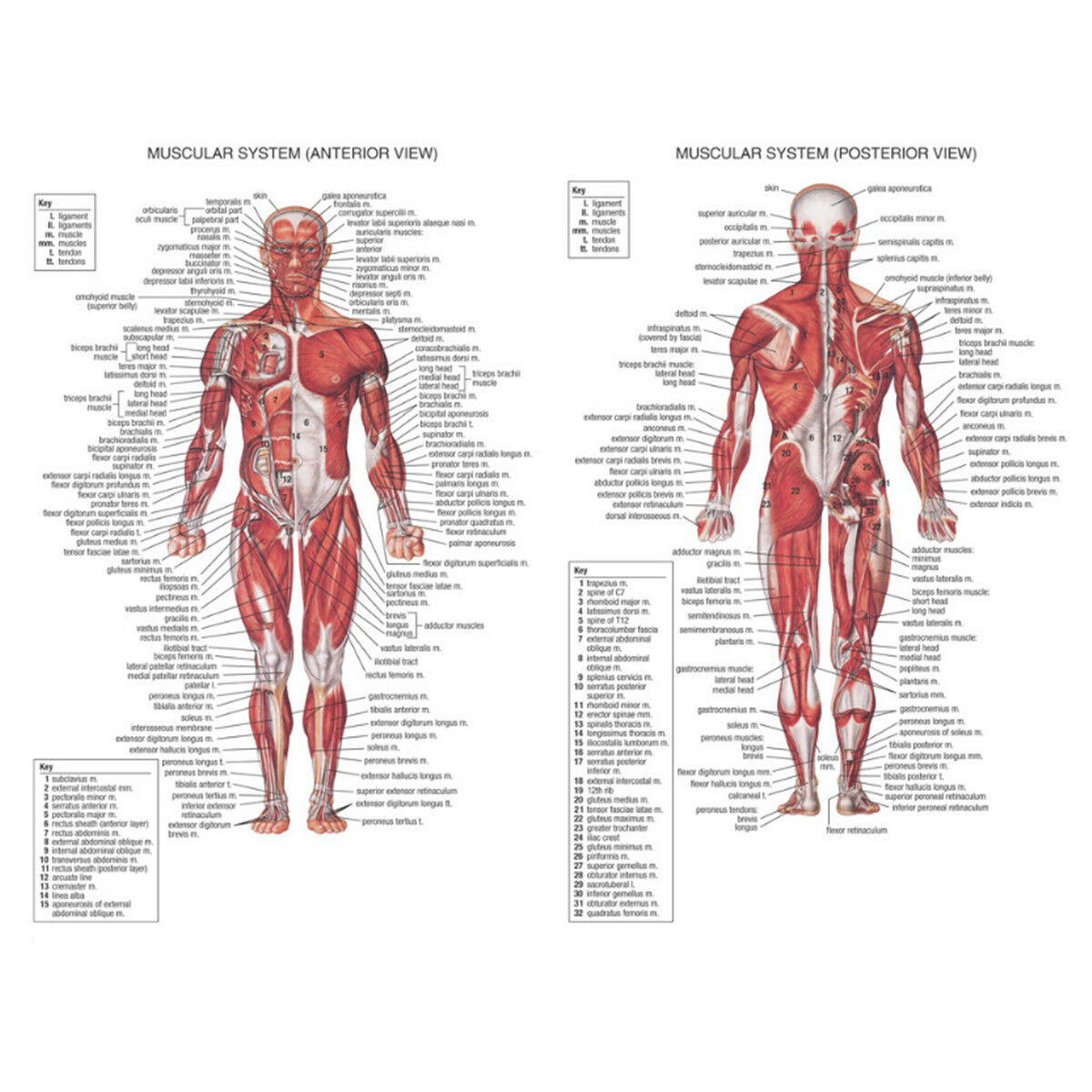 Human Body Muscle System Anatomy Chart Educational Posters Home Decor 70X50CM