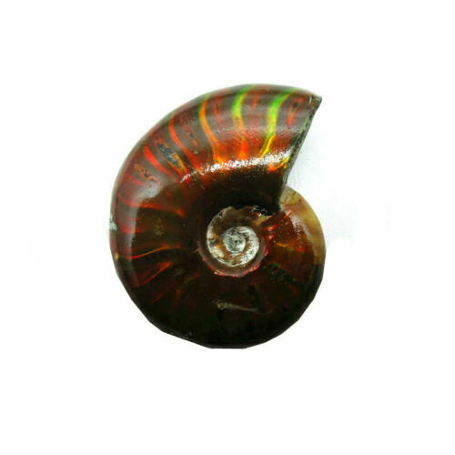 Natural Iridescent Ammonite Ammolite Facet Specimen Fossil Madagascar Stone