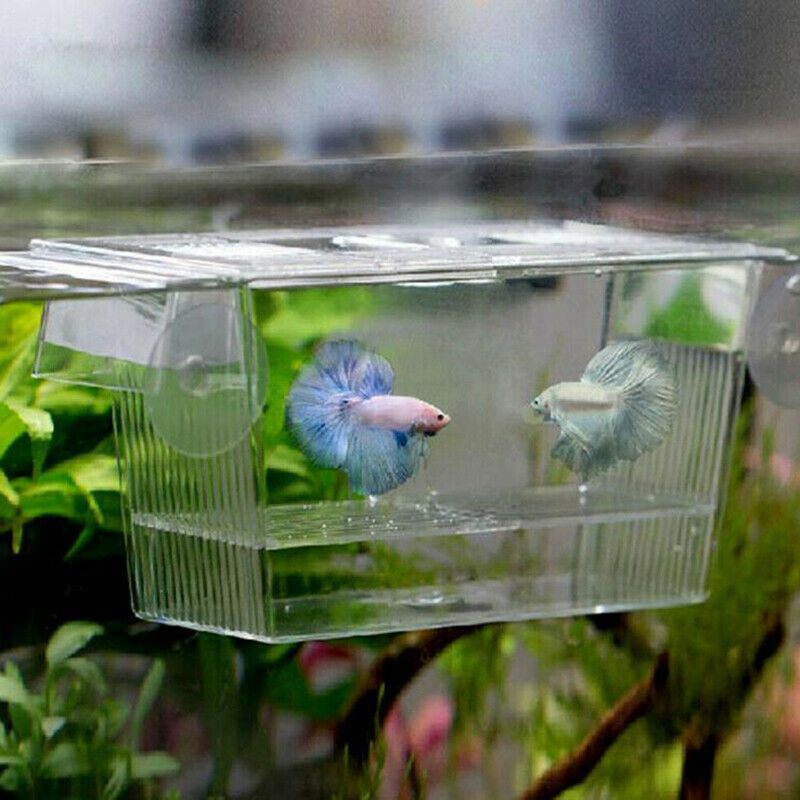 Aquarium Fish Tank Guppy Double Breeding Breeder Rearing Trap Box Hatcher.l8