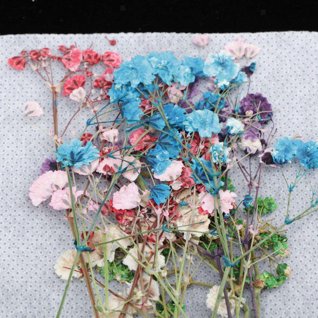 12Pcs Real Dry Press Babysbreath Flower Natural Pressed Dried Flowers Leaves for