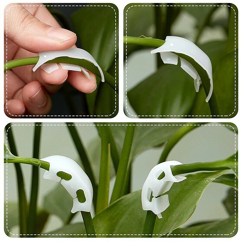 Plant Bending Agent Suitable for Low Pressure Training No Pile-Like Flower SP7O1