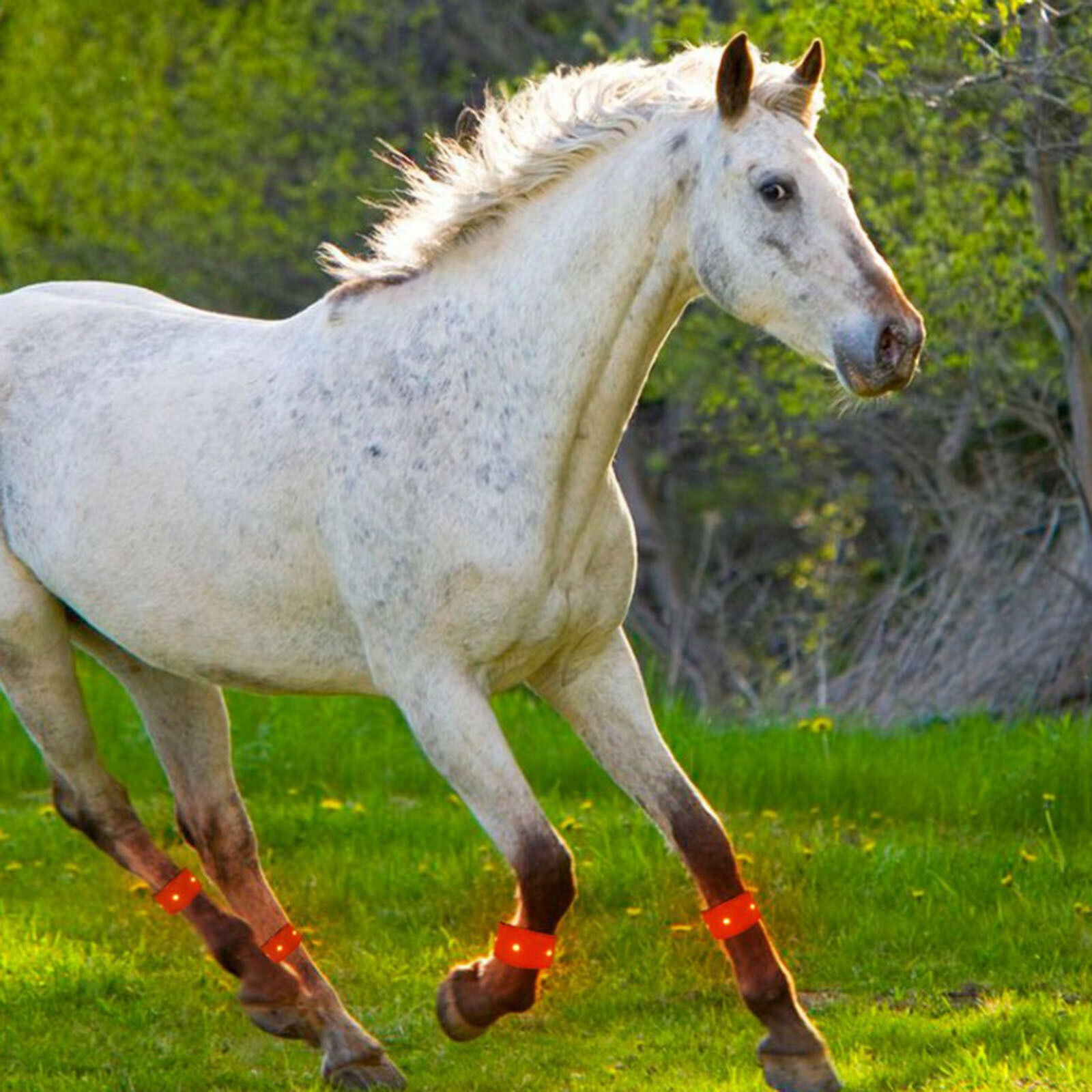 LED Luminous Horse Leg Strap Outdoor Lightweight Warning Belts Night Running