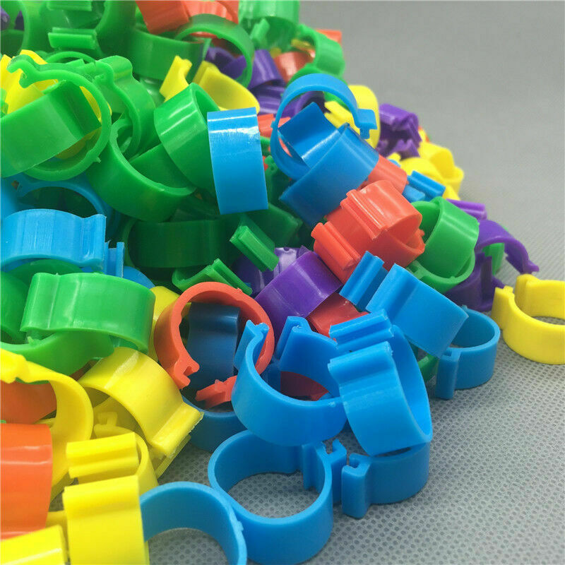 100 x COLOURED 8MM PLASTIC PIGEON LEG CLIP CLICK RINGS BANDS BREEDER STOCK LOFT