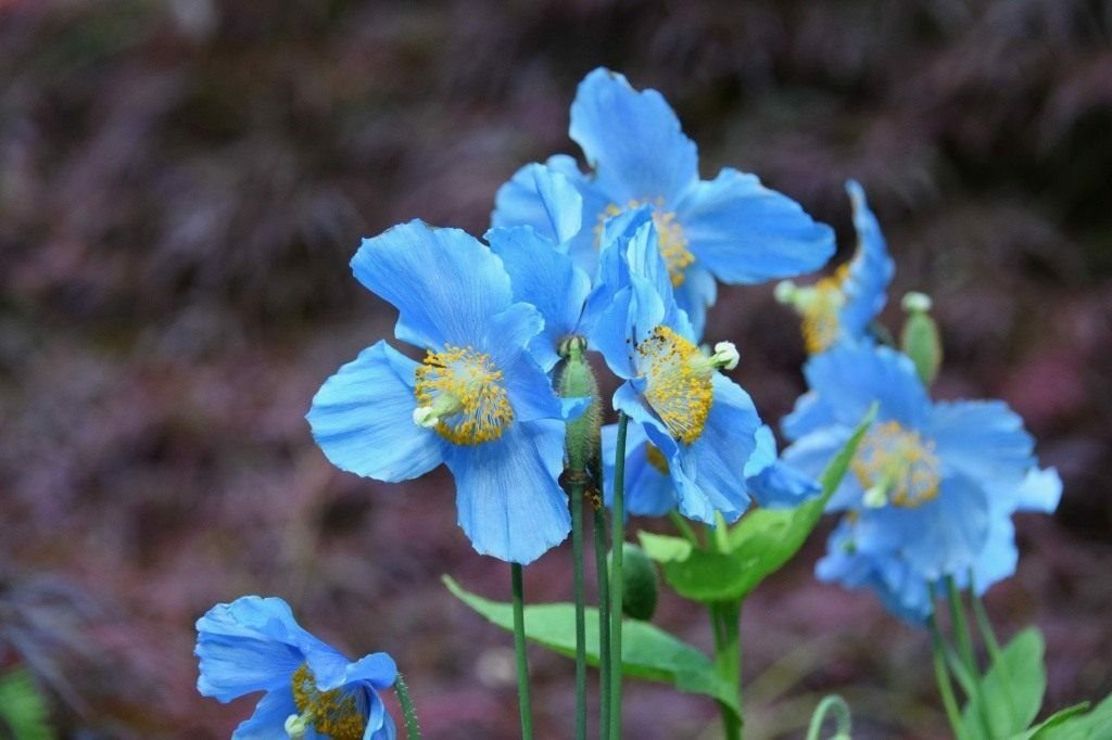 50PCS Blue Himalayan Poppy Meconopsis Grandis Home Garden Beautiful High Quality