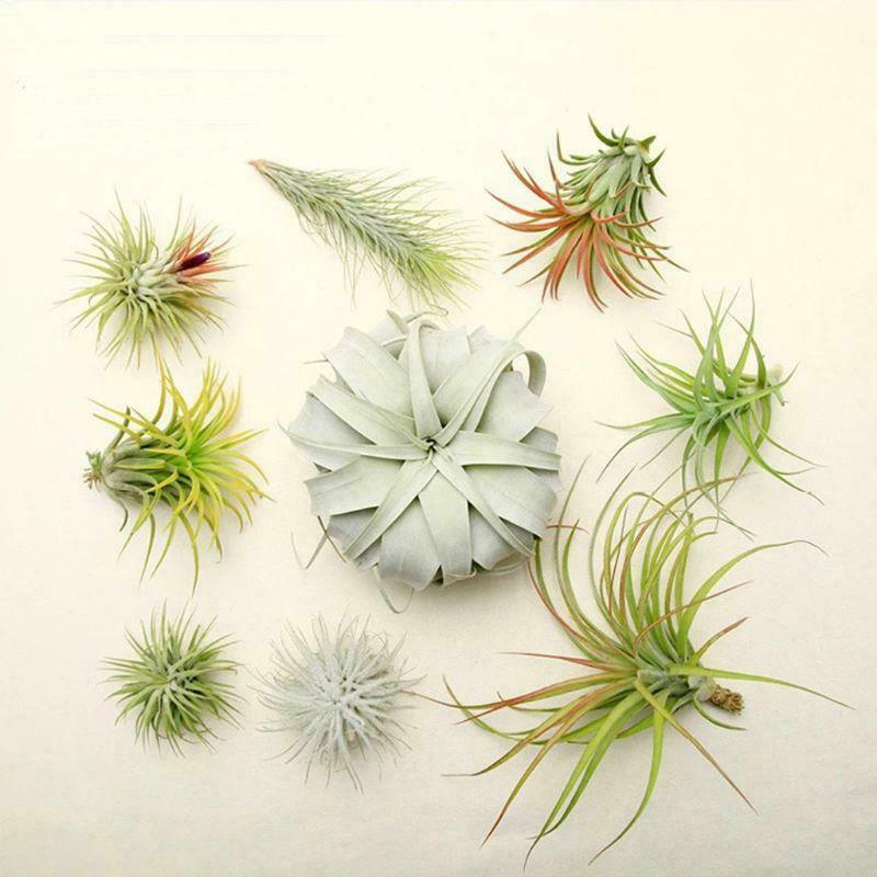 20 Pack Air Plant Stand Container Tillandsia Holder, Stainless Steel Wire Stand
