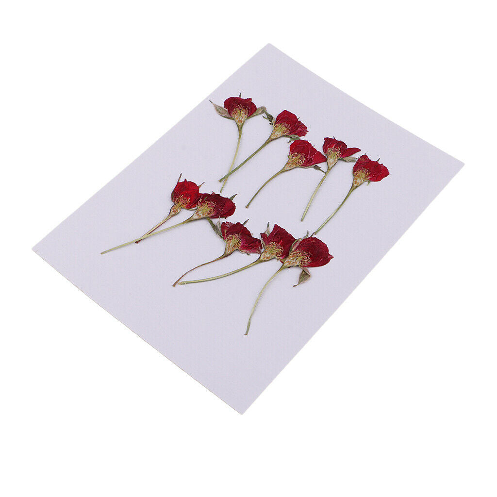 10pcs Natural Real Dried Flower Rose for DIY Christmas Wedding Card Making