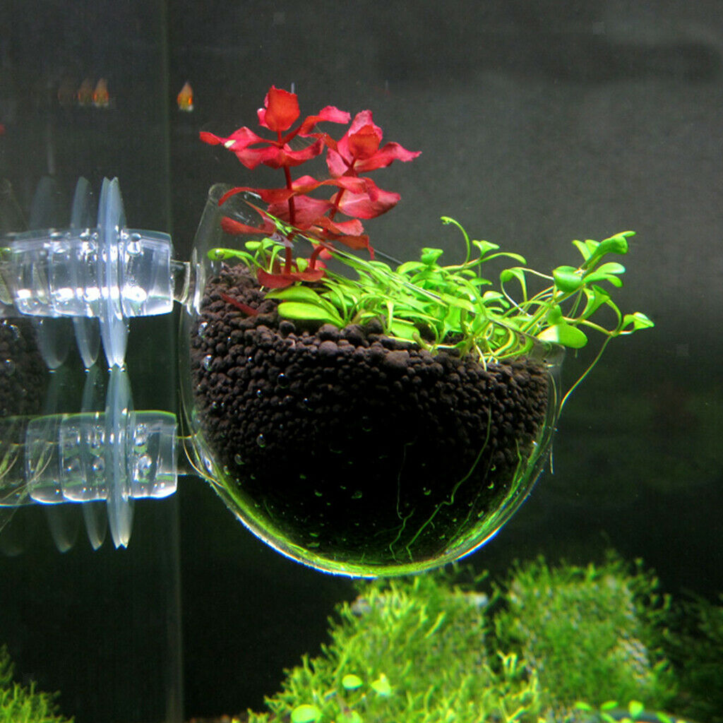 Dia. 6.3cm Clear Crystal Glass Aquatic Plant Cup Pot with Suction Ornament