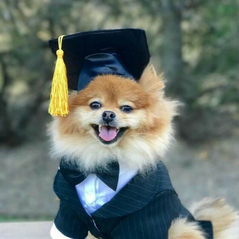 Black Pet Graduation Cap Hat Cute Accessory Dogs Cats University Bachelors Cute